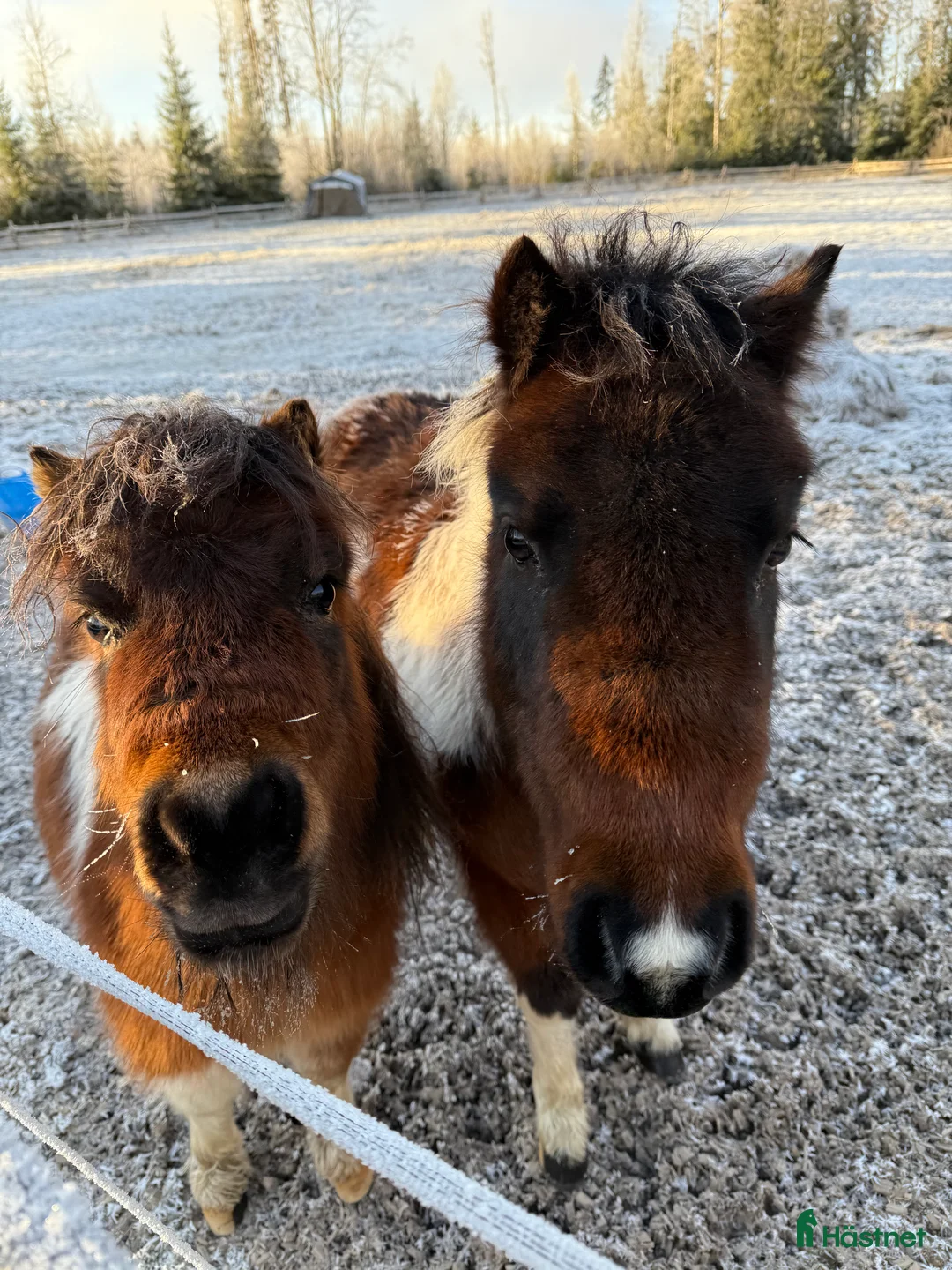Allround hästar till salu: Två jätte söta miniatyrhästar  - Annons 2
