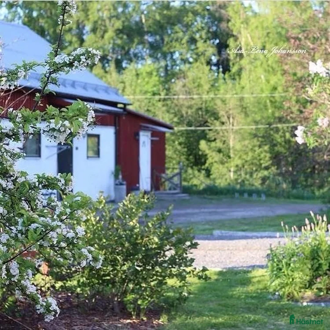  stallplats finnes: Stallplatser i Umeå i Umeå - Annons 2