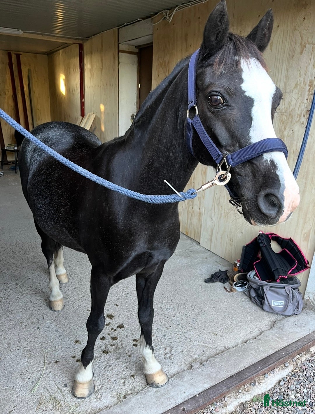 Allround hästar till salu: Vacker ponny med utstrålning  i Hudiksvall - Annons 2