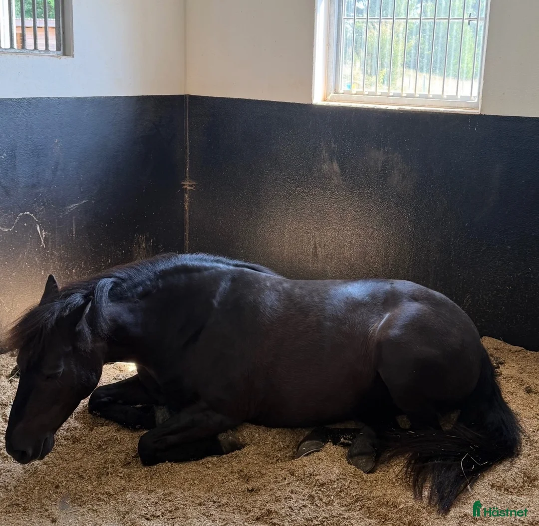  medryttarhäst finnes: Två B-ponnyer söker sina nya bästisar! 🐴✨ - Annons 15