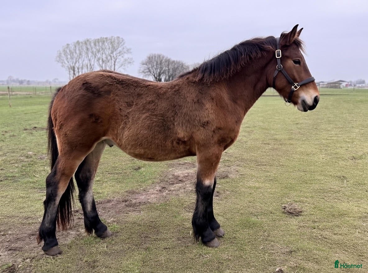  hästar  Frieser/ardenner kille vill flytta hemifrån  - Annons 2