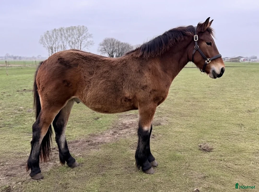 Övrigt hästar till salu:  Frieser/ardenner kille vill flytta hemifrån  - Annons 1