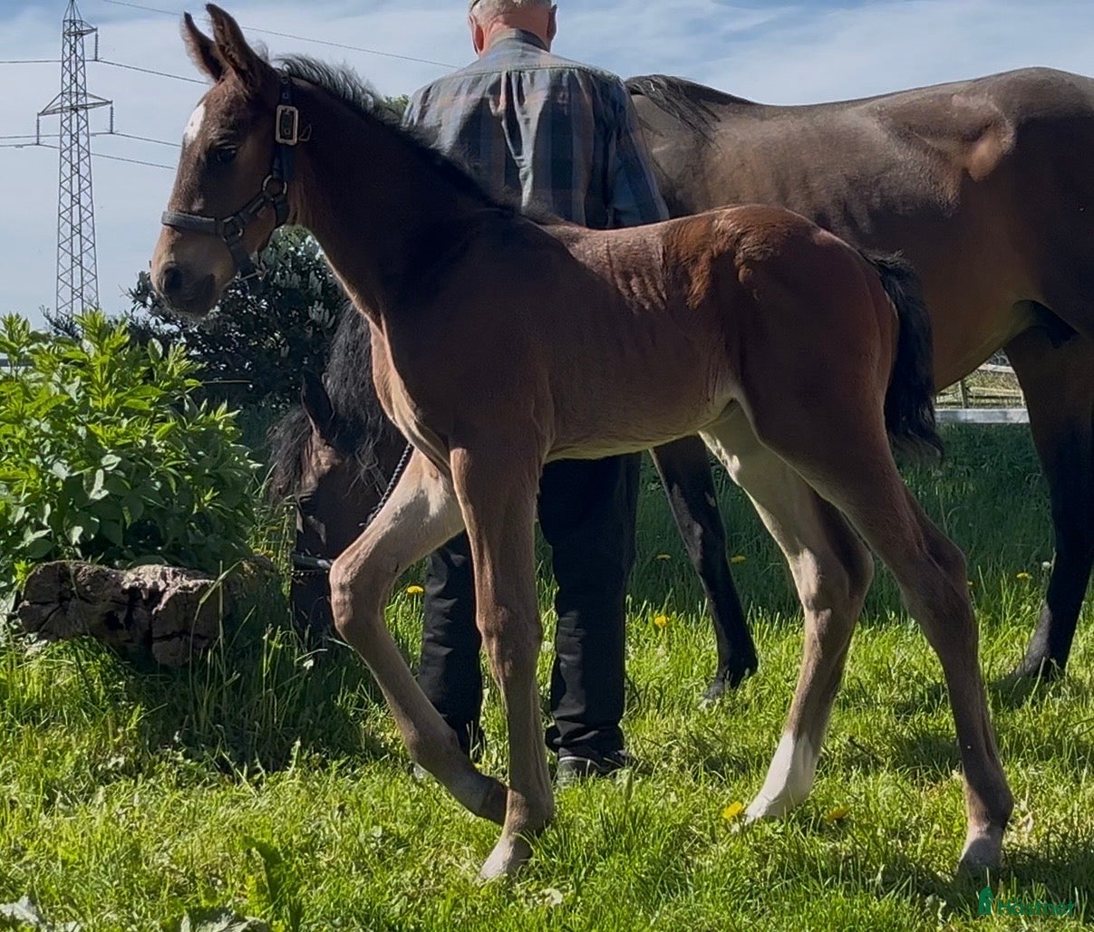  hästar SWB Hingst 2026 - Annons 1