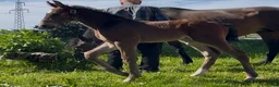 Hoppning hästar till salu: SWB Hingst 2026 - Annons 1