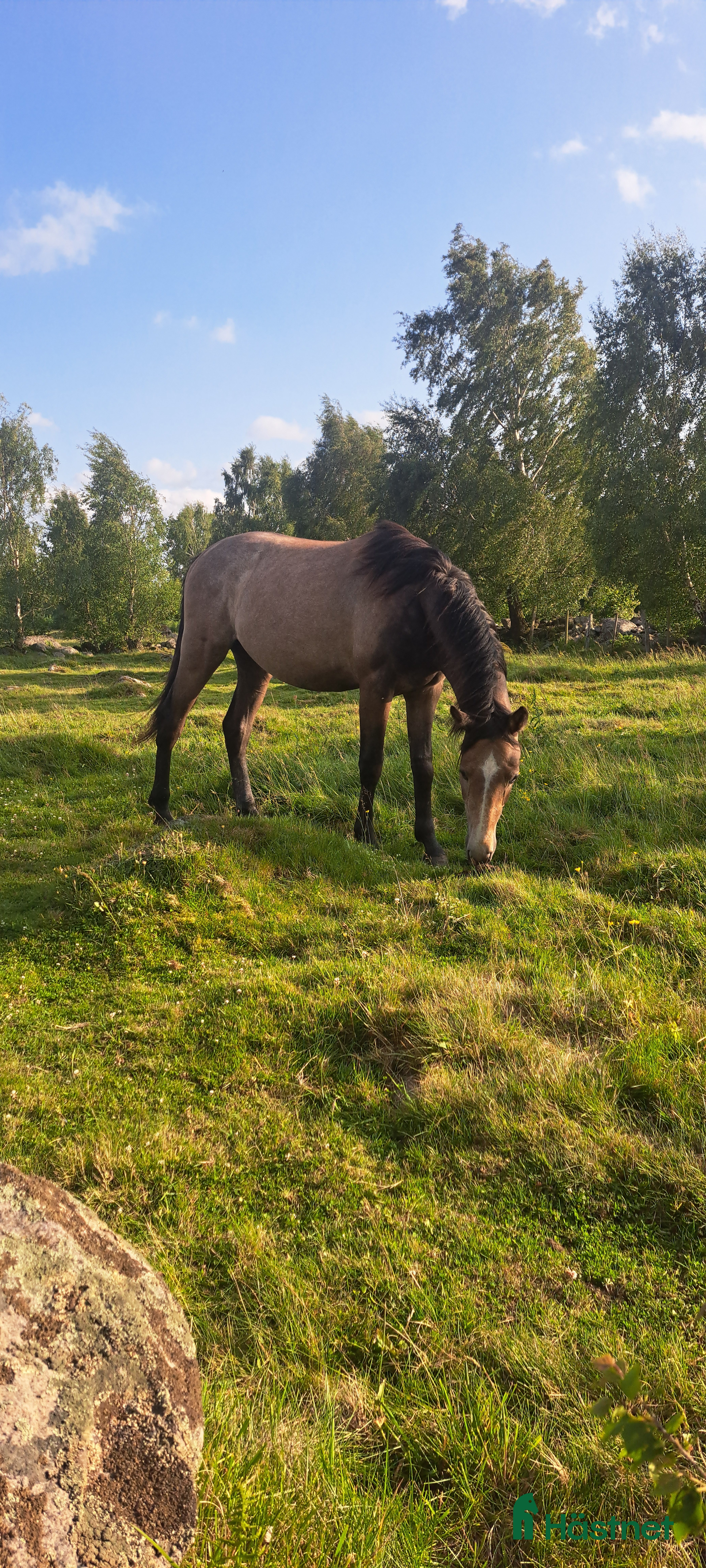 Hoppning hästar till salu: Unghingst i Hörby - Annons 1