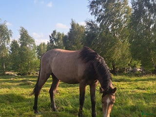 Hoppning hästar till salu: Unghingst i Hörby - Annons 1