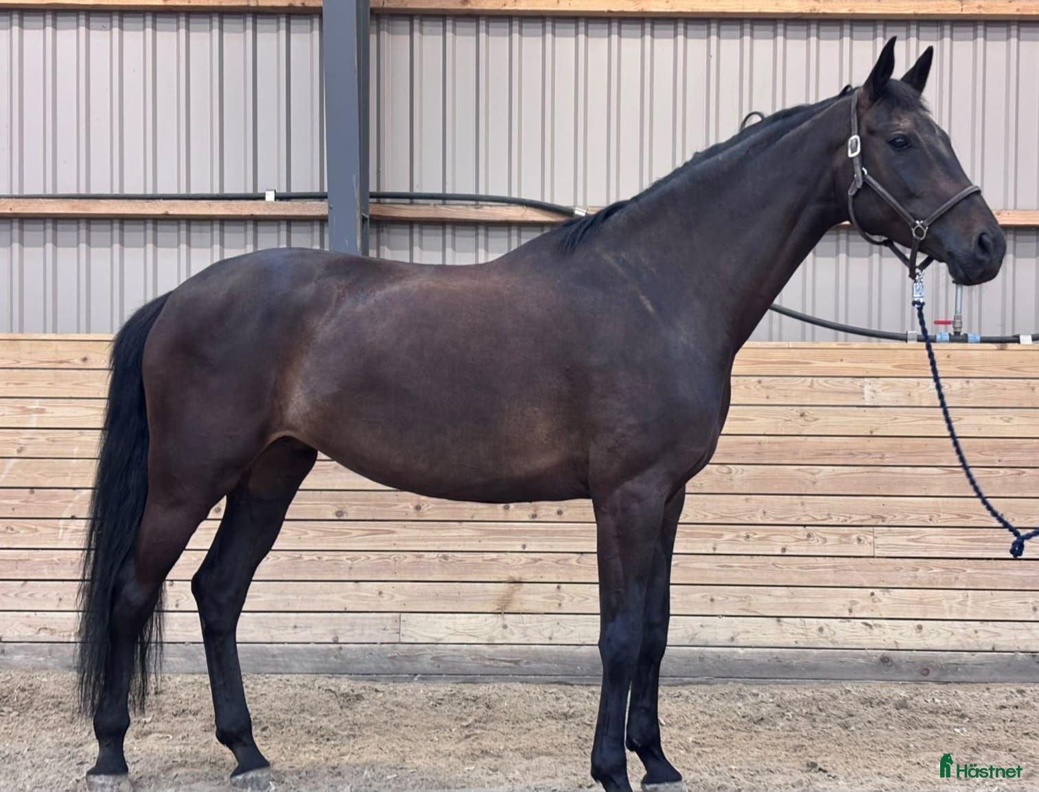  hästar Elegant 8-årigt dressyrsto | 178 cm | Exceptionell - Annons 2