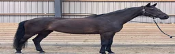 Dressyr hästar till salu: Elegant 8-årigt dressyrsto | 178 cm | Exceptionell - Annons 2