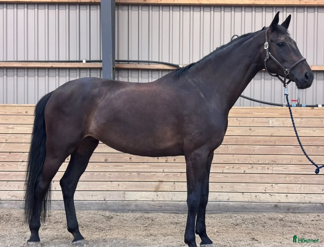 Dressyr hästar till salu: Elegant 8-årigt dressyrsto | 178 cm | Exceptionell - Annons 2