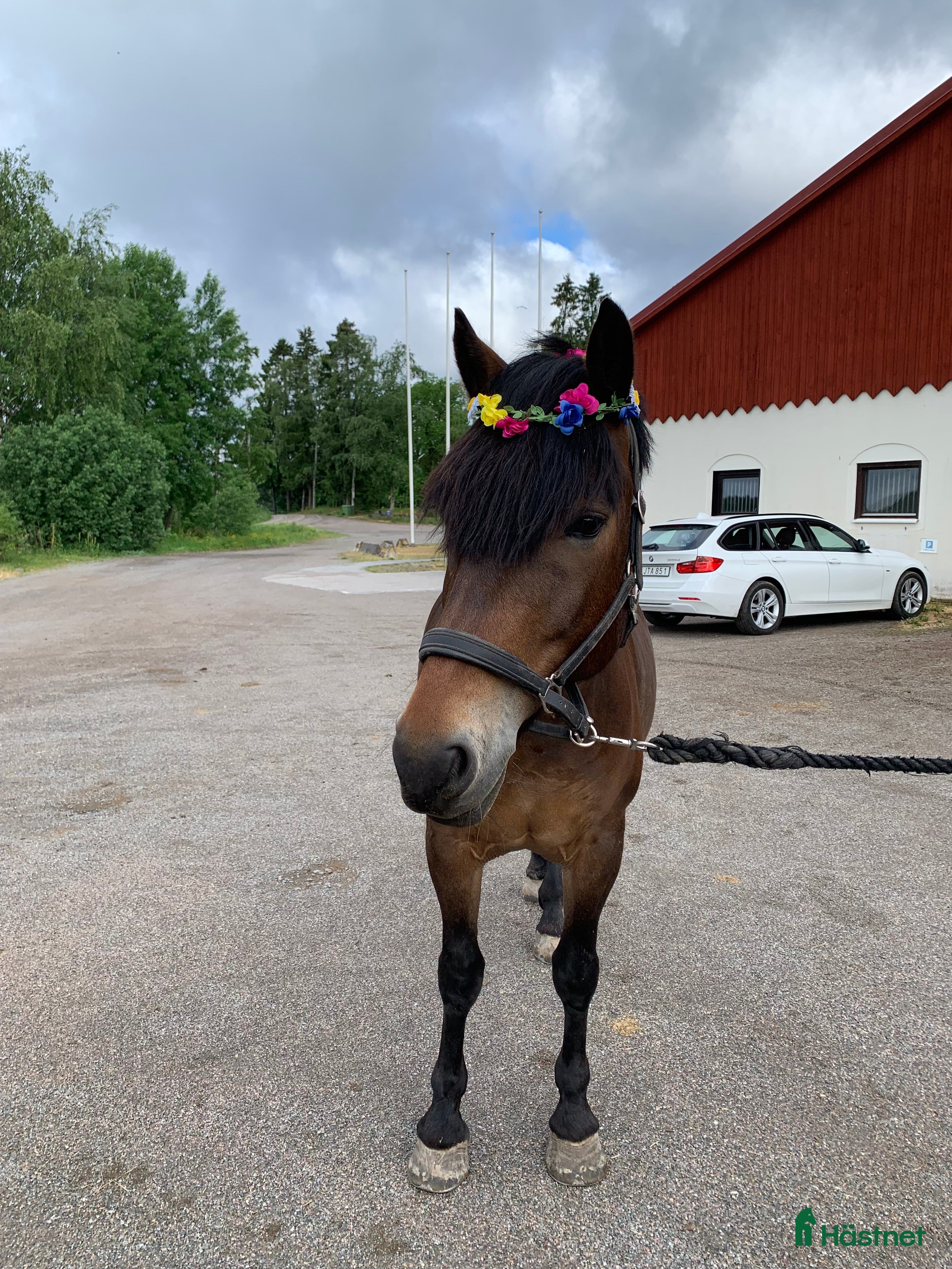  hästar Omskolad kallblodstravare  i Karlskoga - Annons 11