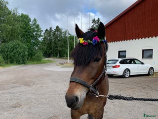 hästar Omskolad kallblodstravare i Karlskoga - Annons 7