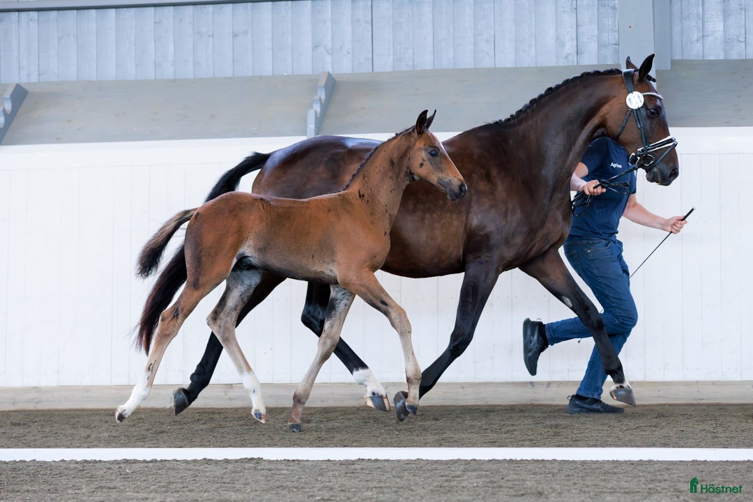 Dressyr hästar till salu: ⭐️ Hingstföl med karisma ⭐️ i Karlstad - Annons 4