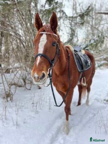 foderhäst i Sturkö - Annons 15