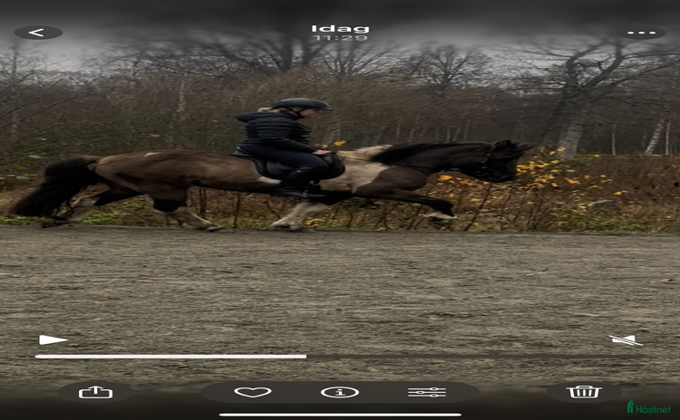  hästar i Torsås - Annons 7