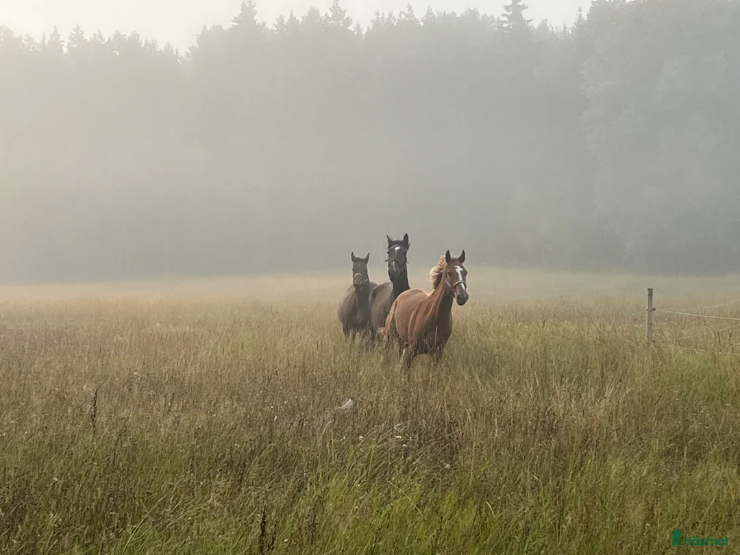  stallplats finnes: Stallplats i sorunda - Annons 2