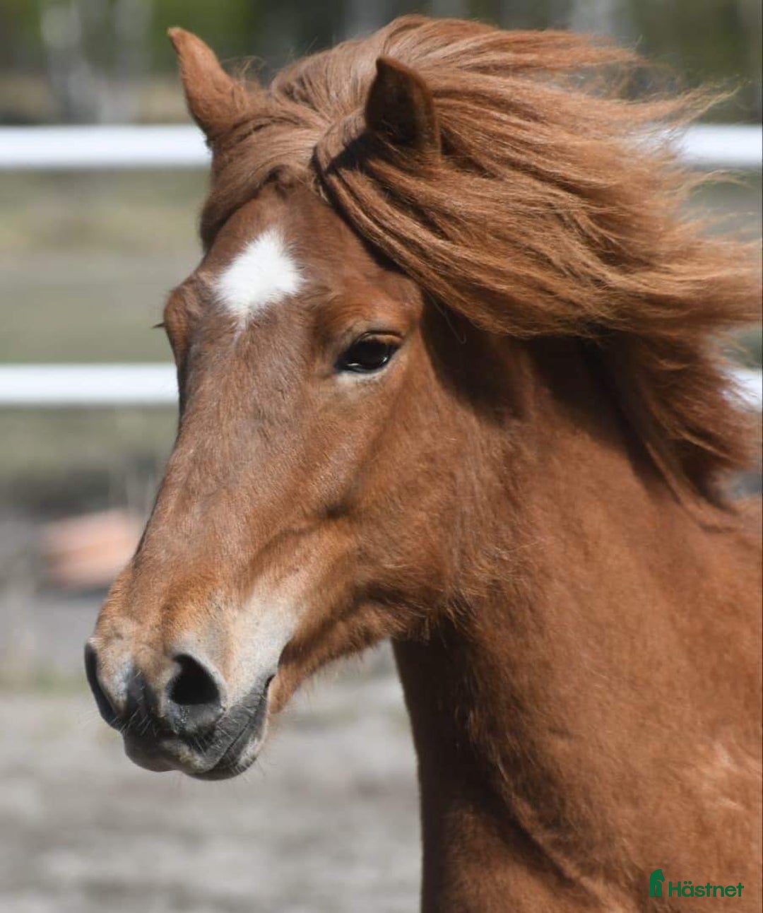 Island hästar till salu: Vackert islandssto i Täby - Annons 1