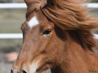 hästar Vackert islandssto i Täby - Annons 4