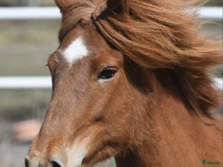 hästar Vackert islandssto i Täby - Annons 13