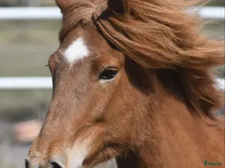 hästar Vackert islandssto i Täby - Annons 10