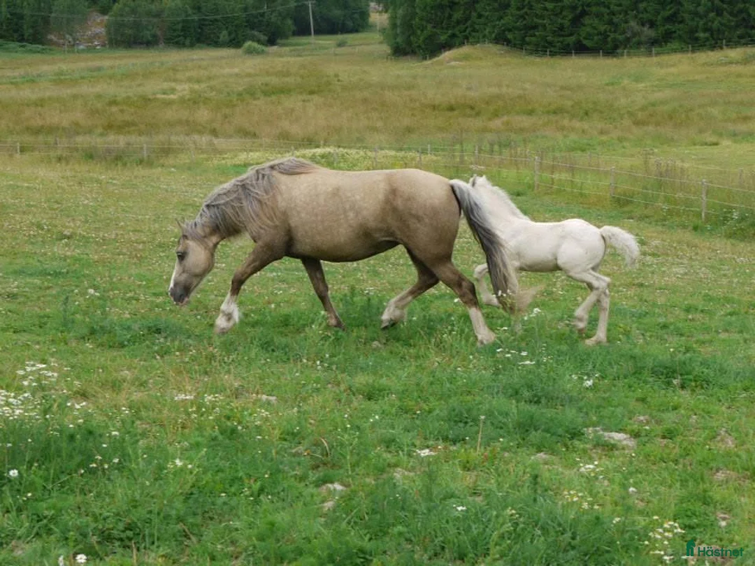 Avelshästar hästar till salu: Vackert Welsh Cob sto  i Fotskäl - Annons 3