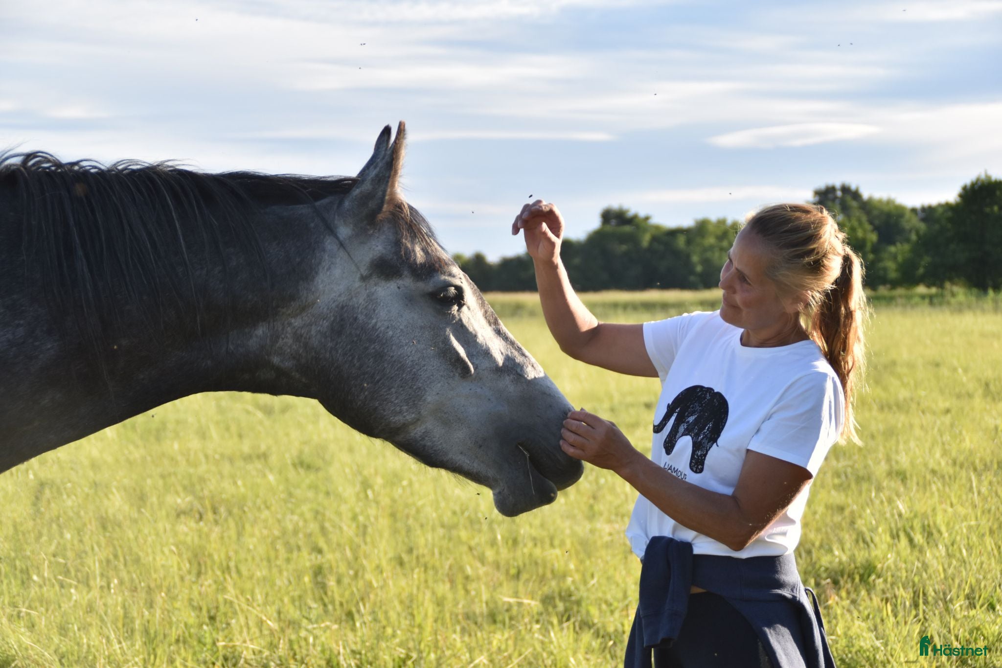  hästar He.Ro Stud SUMMER SALE ! - Annons 2