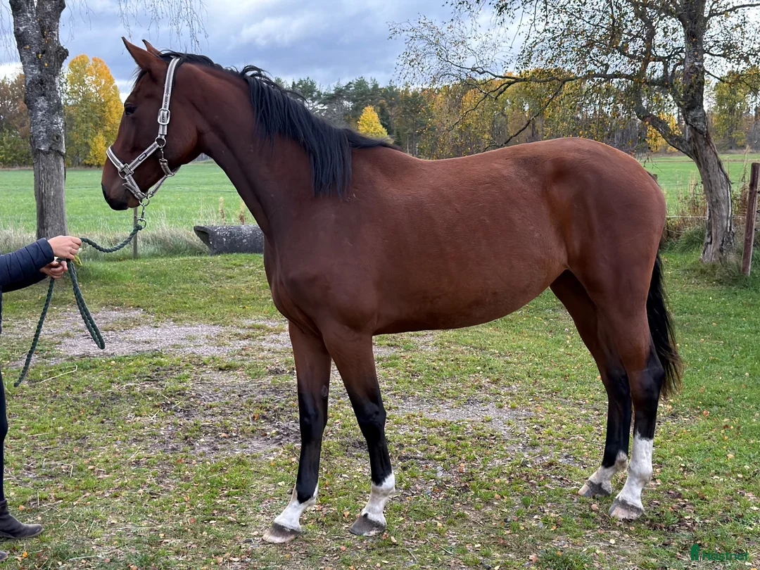 Hoppning hästar till salu: 2-årigt sto e. Emerald  - Annons 1