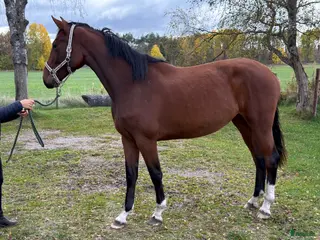 hästar 2-årigt sto e. Emerald - Annons 16