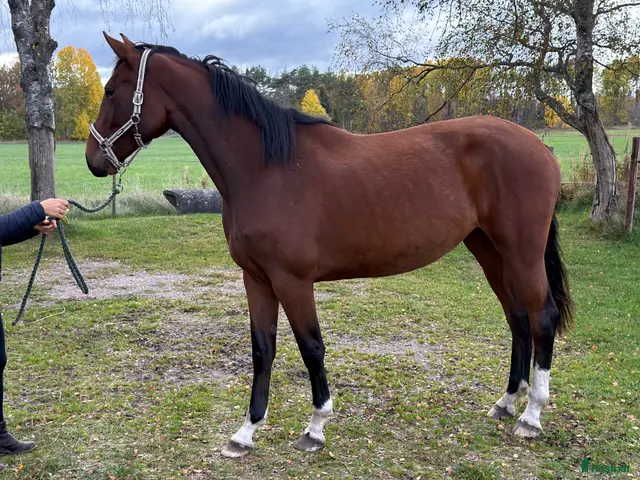 hästar 2-årigt sto e. Emerald - Annons 6