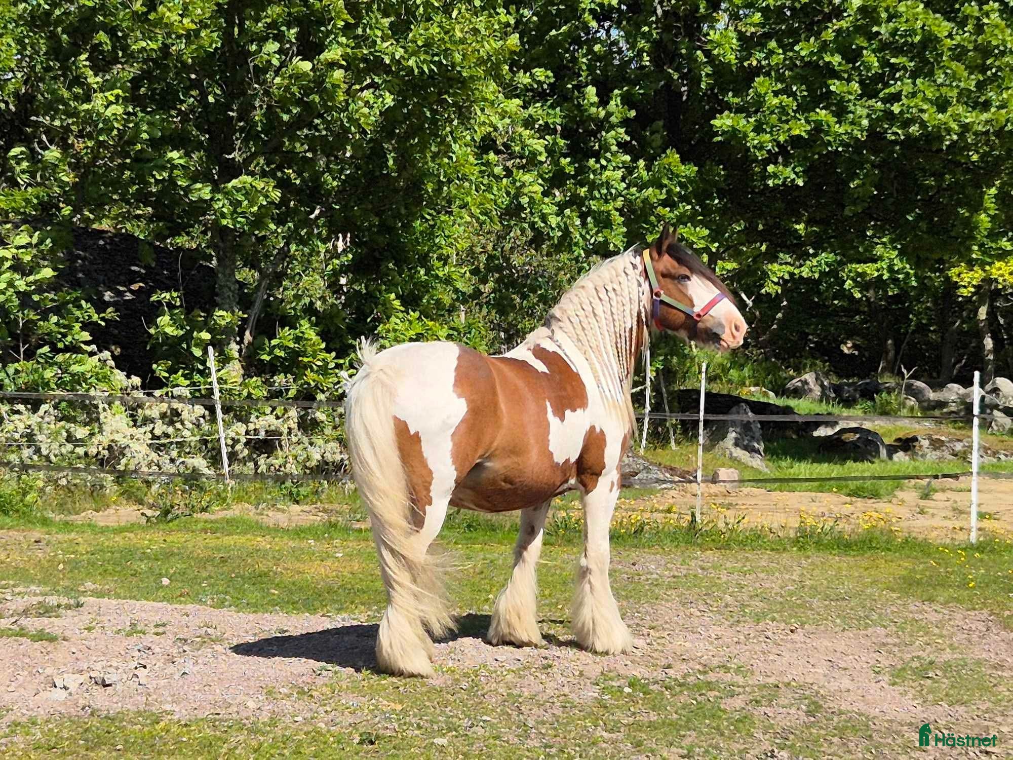 Allround hästar sökes: Ridskola söker! i Fiskebäckskil - Annons 2