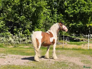 Allround hästar sökes: Ridskola söker! i Fiskebäckskil - Annons 2
