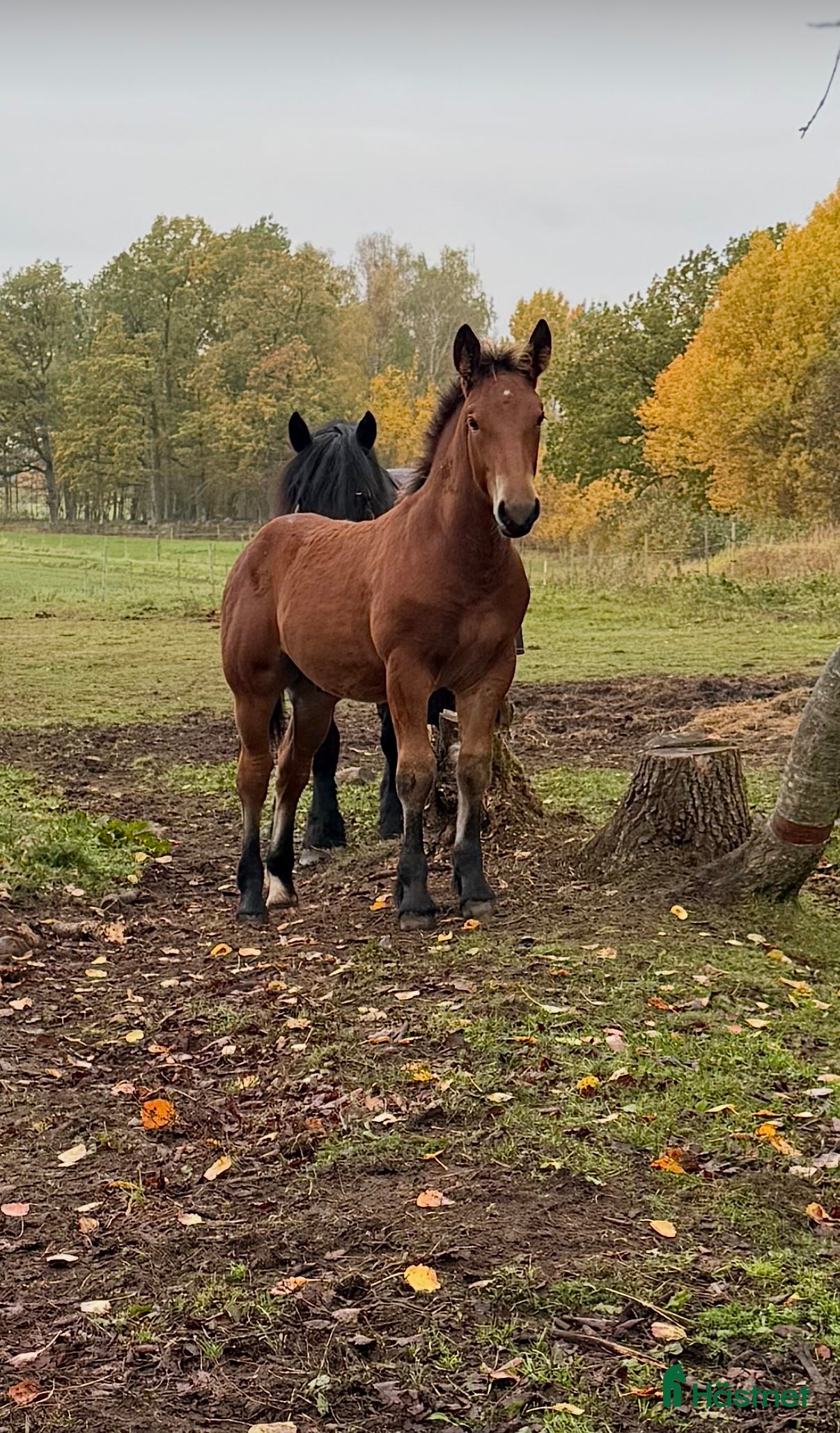  hästar Charmig åring i Skara - Annons 1