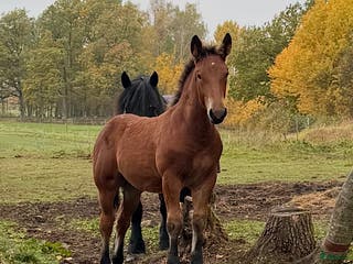 hästar Charmig åring i Skara - Annons 17