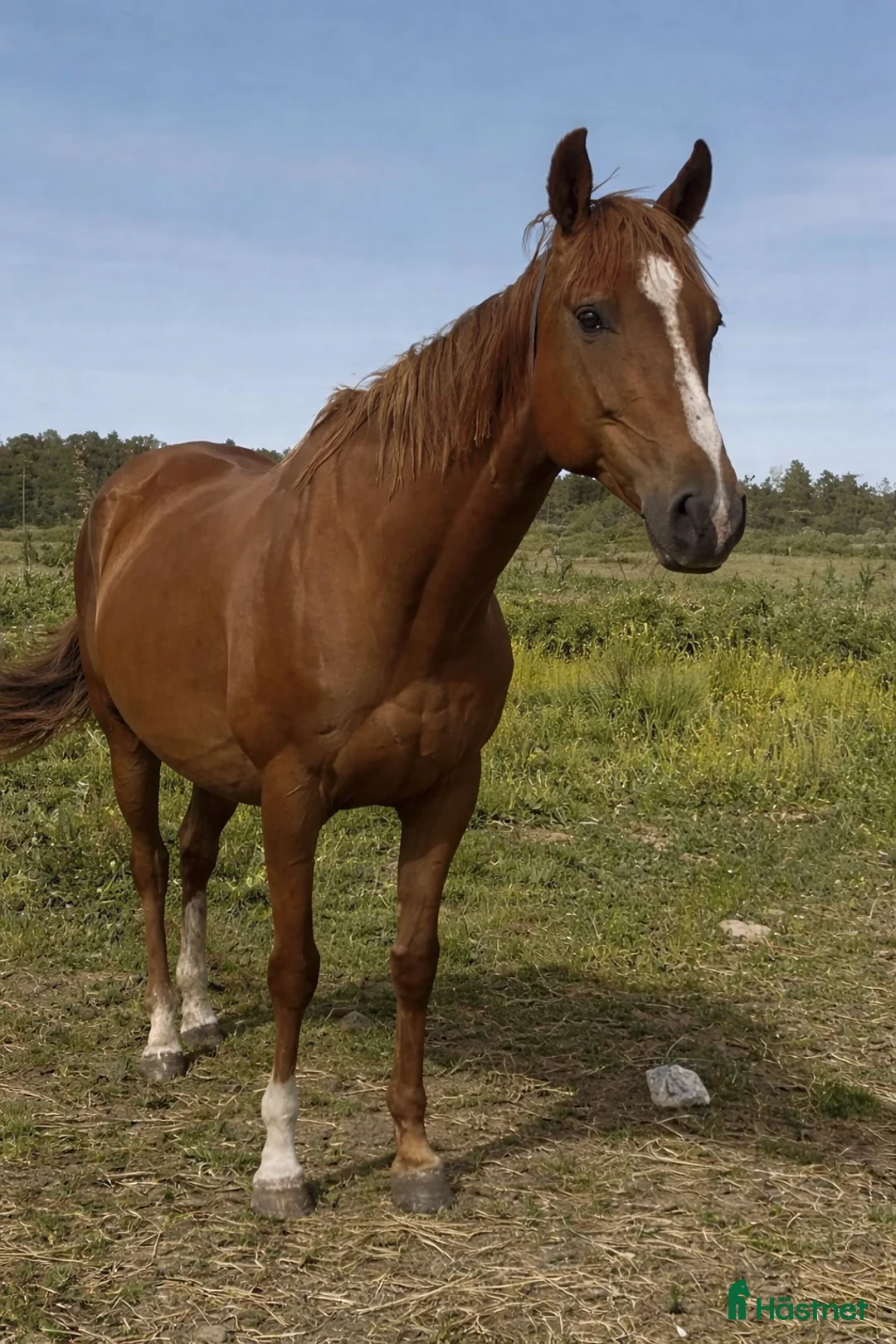 Allround hästar till salu: Fullblodsto  i Karlshamn - Annons 1