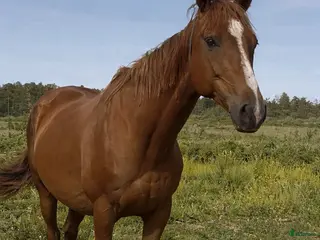 hästar Fullblodsto i Karlshamn - Annons 16