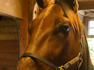 Allround hästar till salu: Fina deluca söker nytt kärleksfullt hem i Ruda - Annons 1