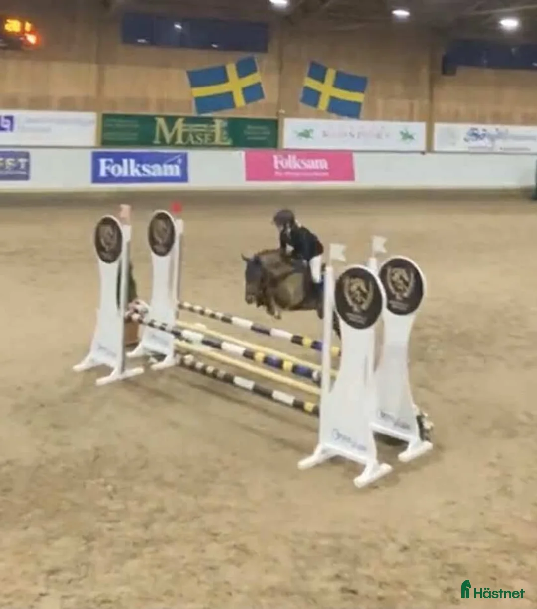 Hoppning hästar till salu: Maxad b-ponny för de högsta klasserna  i Vallåkra - Annons 3