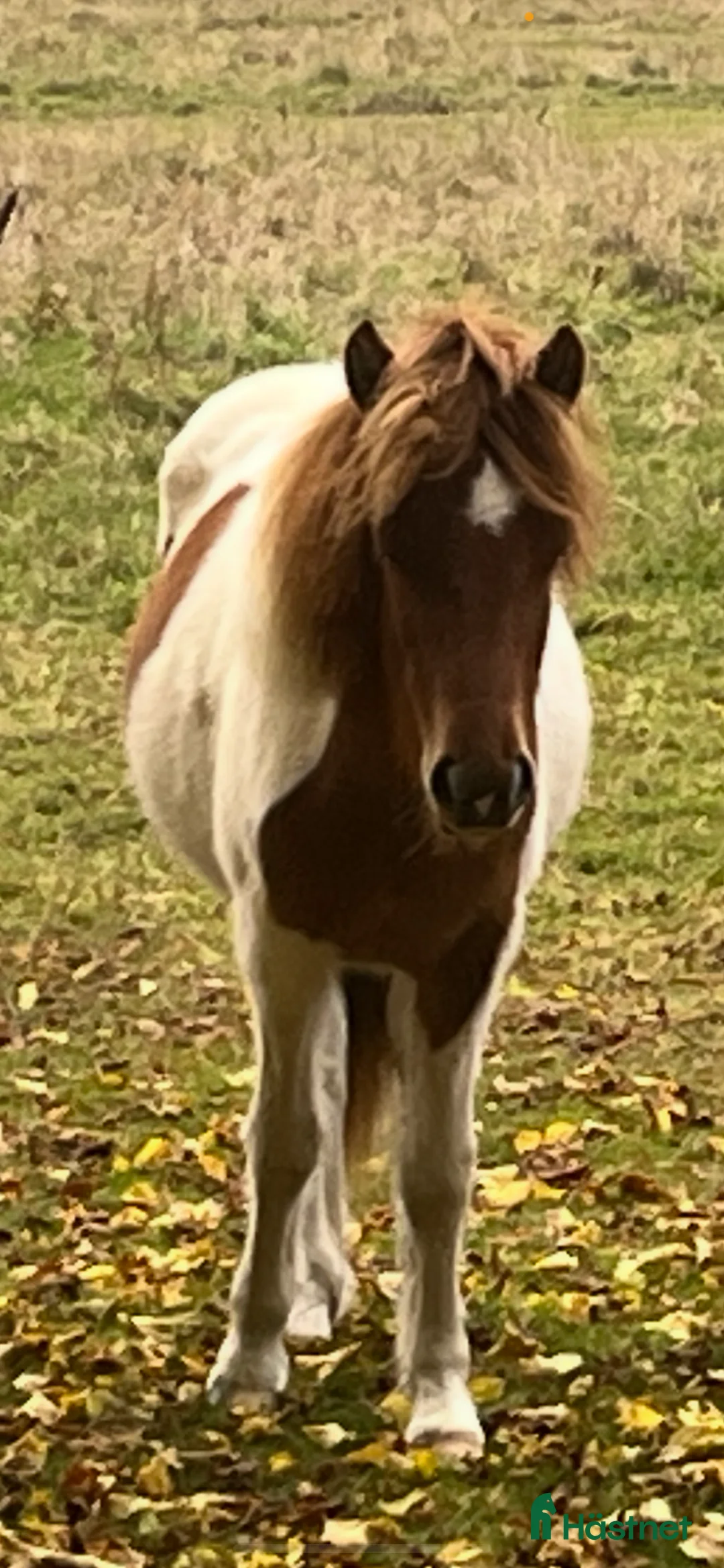 Island hästar till salu: Fint sto född -2024 i Hammarö - Annons 4