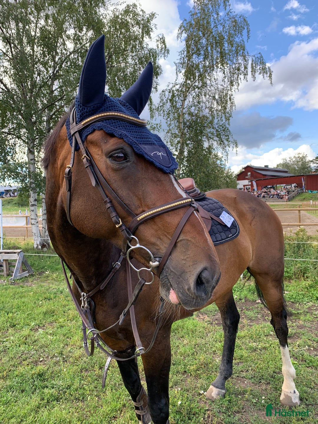 Hoppning hästar till salu: Trevlig valack e. Kashmir van Schuttershof i Vännäs - Annons 1