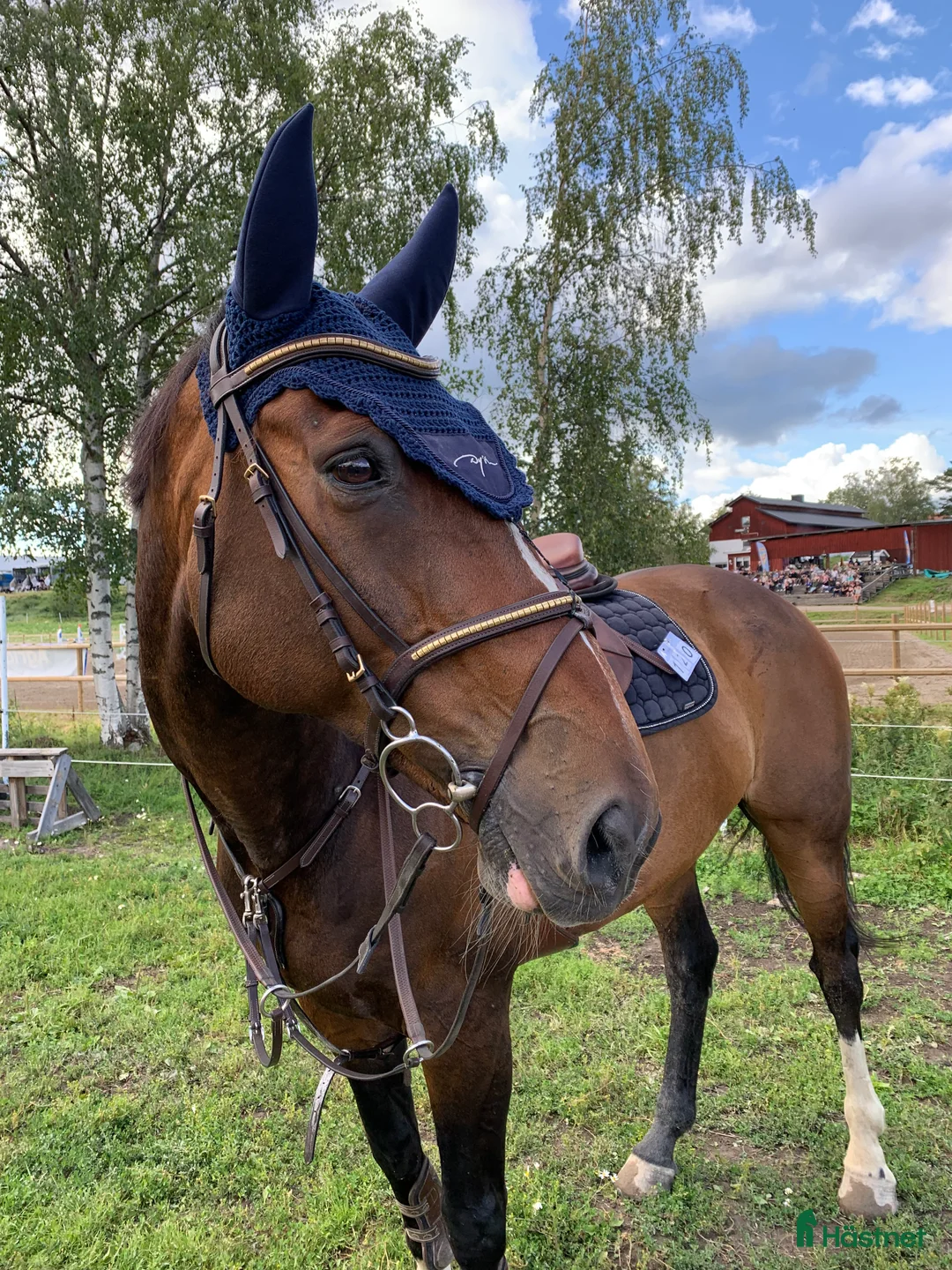 Hoppning hästar till salu: Trevlig valack e. Kashmir van Schuttershof i Vännäs - Annons 1