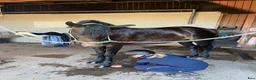  medryttarhäst finnes: Medryttare maxad D - Annons 2
