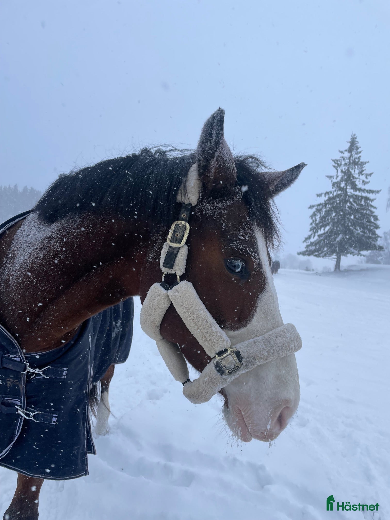  stallplats Stallplats m Ridhus centralt Täby i Täby - Annons 1