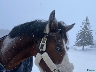 stallplats Stallplats m Ridhus centralt Täby i Täby - Annons 1