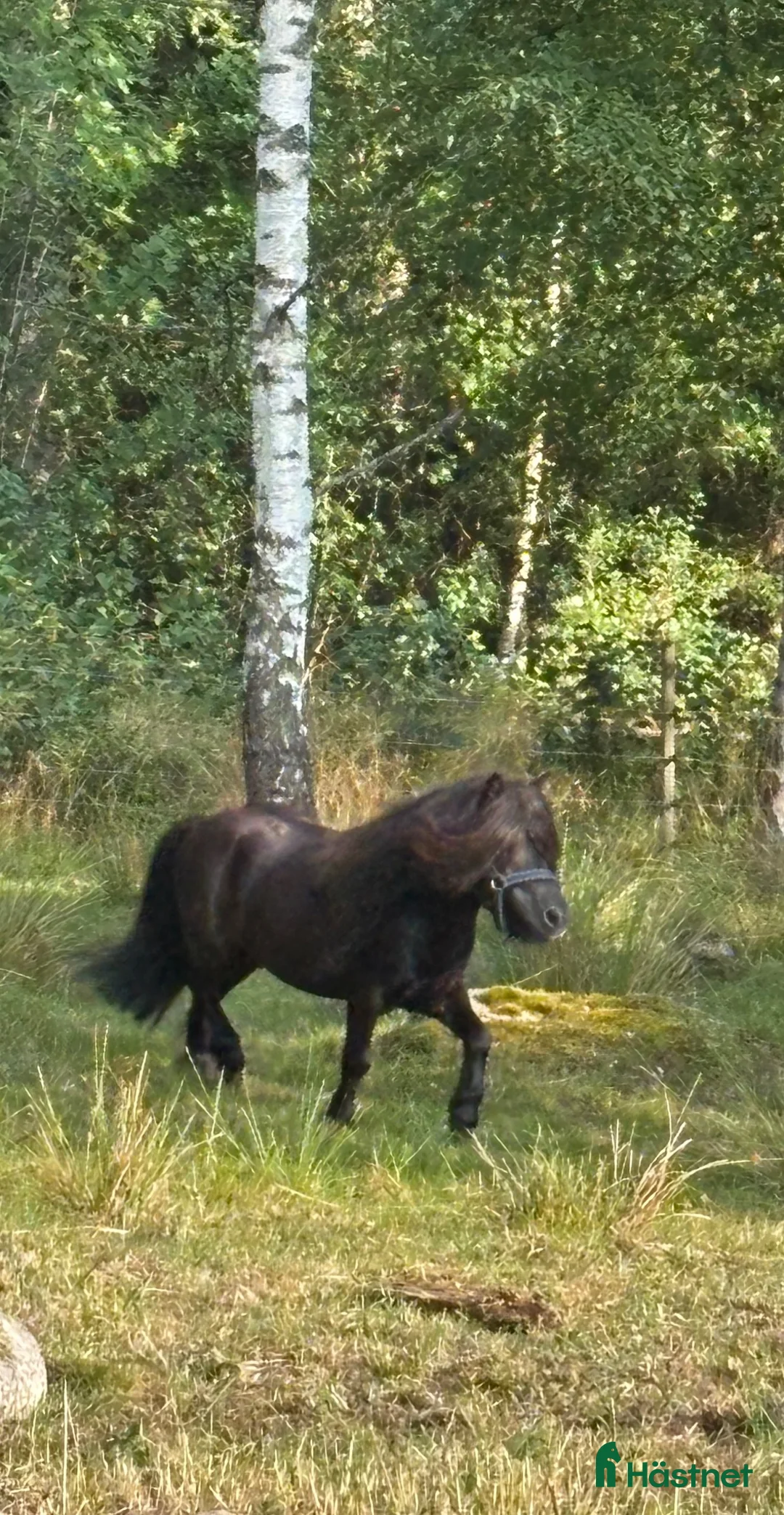 Avelshästar hästar till salu: Minishettis Sällskap/avel  - Annons 2