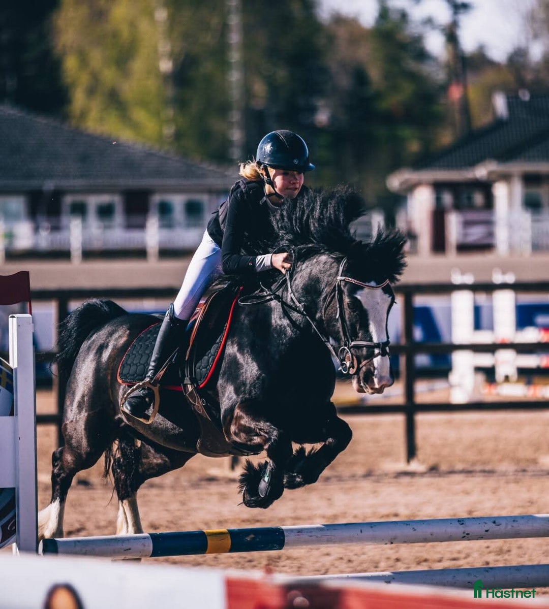 Hoppning hästar till salu: Häftig B-ponny  i Edsele - Annons 1