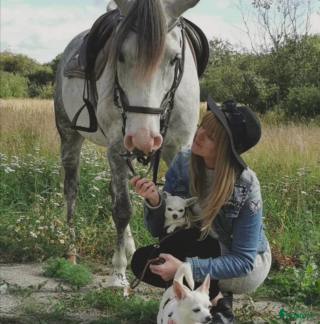 Galleribild {{count}}