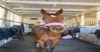  hästar Drömhäst🧡 i Åkersberga - Annons 3