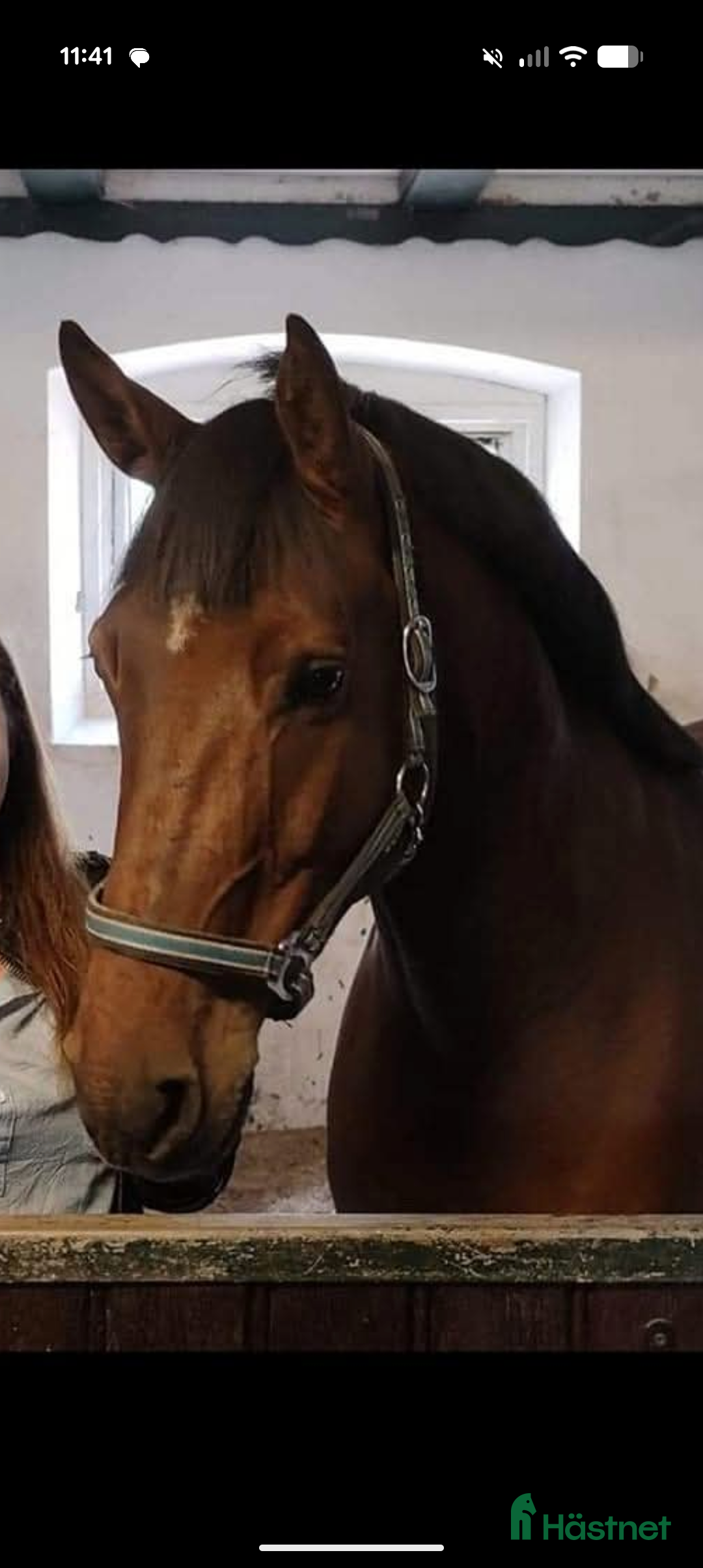 Allround hästar till salu: Ragnar säljes/bytes i Blidsberg - Annons 2