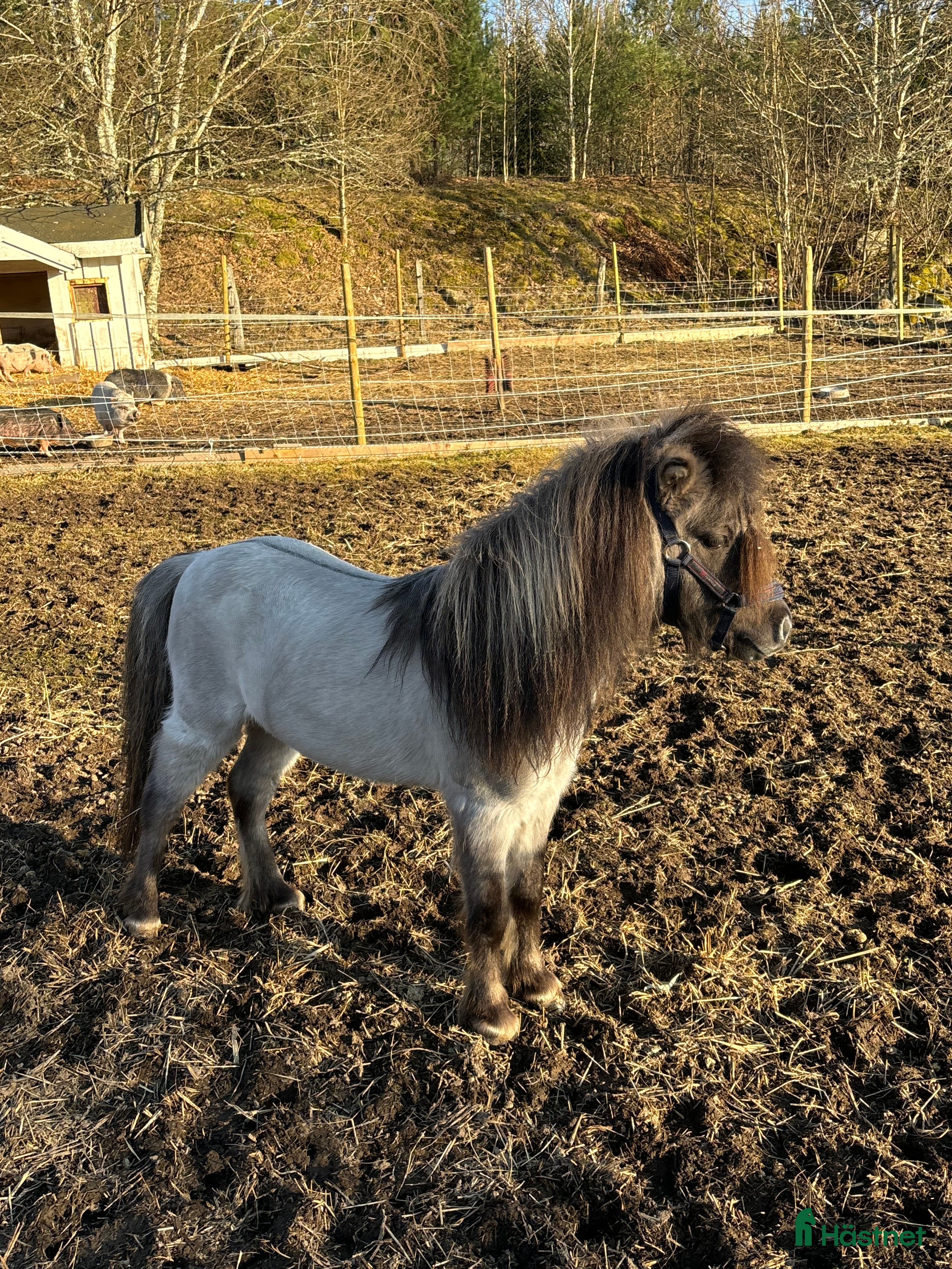 Övrig Hästutrustning hästutrustning till salu: SÖKES mini Shetland prylar  - Annons 3