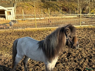 Övrig Hästutrustning hästutrustning till salu: SÖKES mini Shetland prylar i Vetlanda - Annons 4