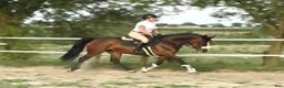 Allround hästar till salu: Mila – 10-Year-Old Beautiful Versatile Family Mare - Annons 6